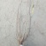 从生大腊梅独杆腊梅1一6公分