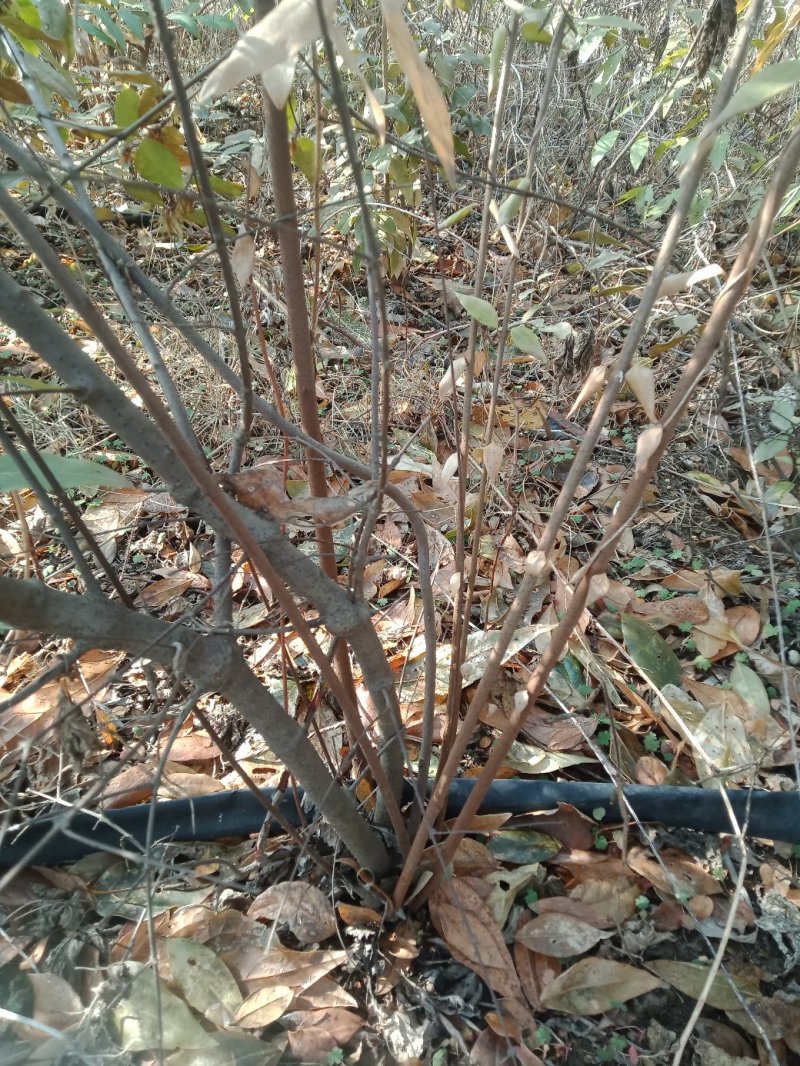 从生大腊梅独杆腊梅1一6公分