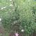 木槿苗丛生木槿独杆木槿50一1米5高