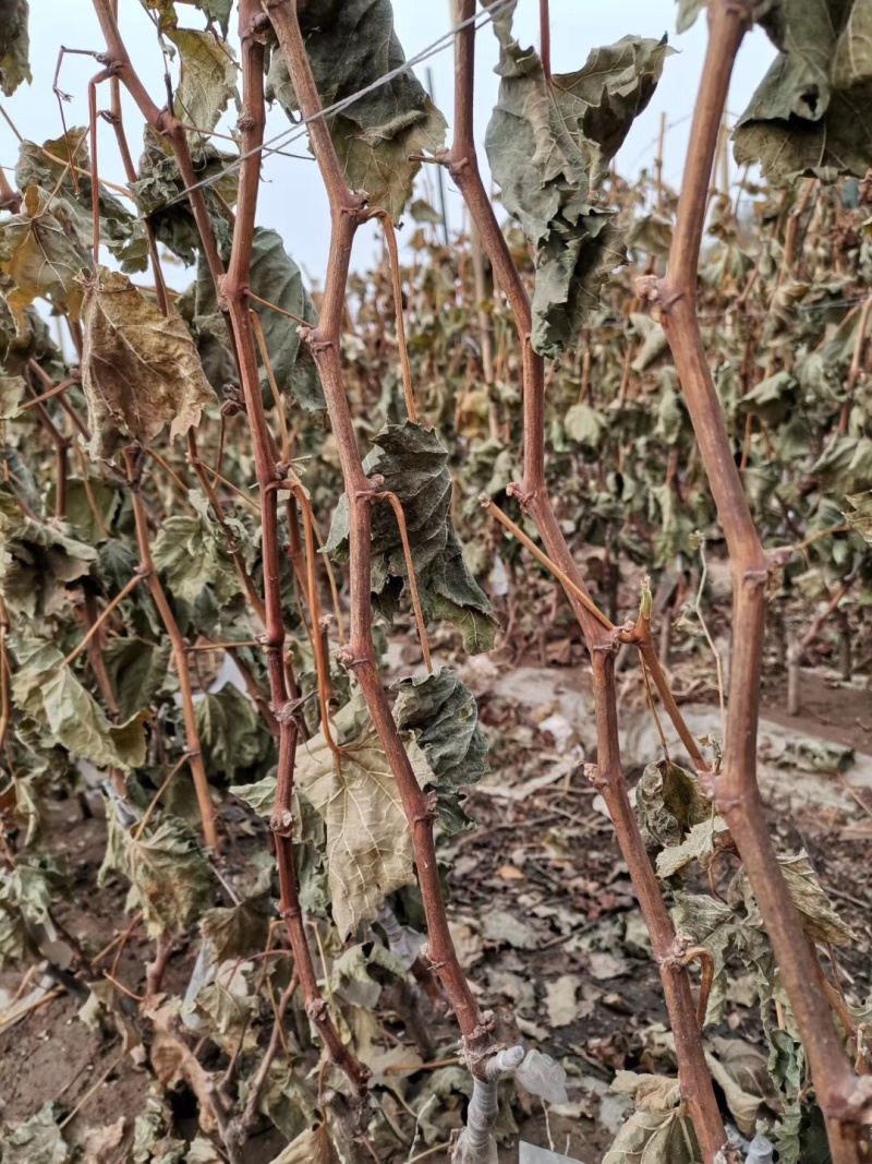 山东新品种葡萄苗阳光玫瑰葡萄苗基地直供