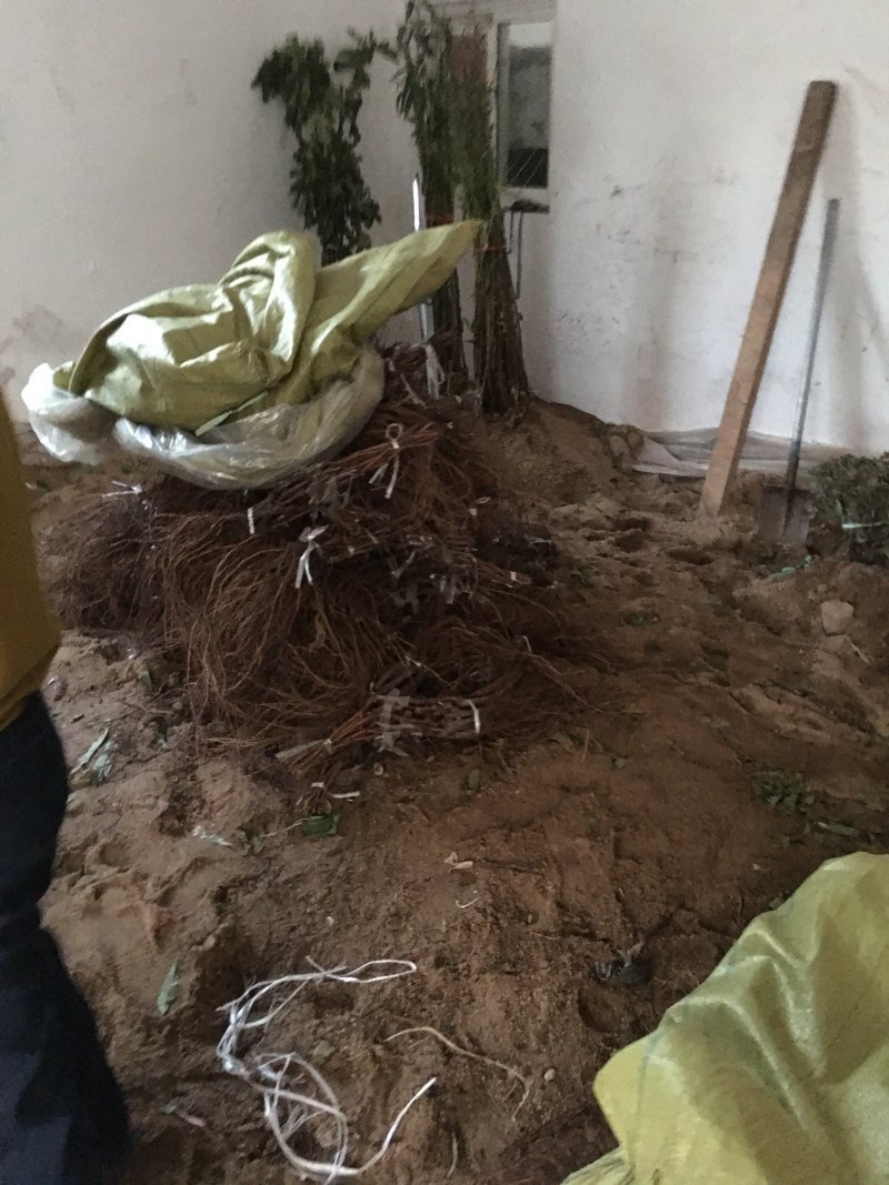 山东新品种葡萄苗阳光玫瑰葡萄苗基地直供