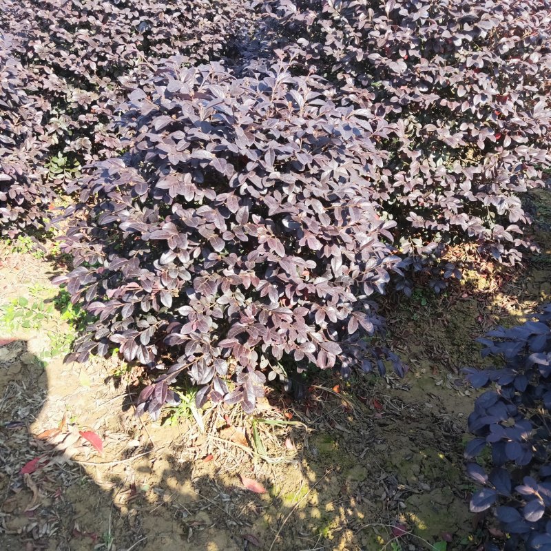 红花继木球红枳木，红继木小苗，庭院别墅绿篱绿化工程色块