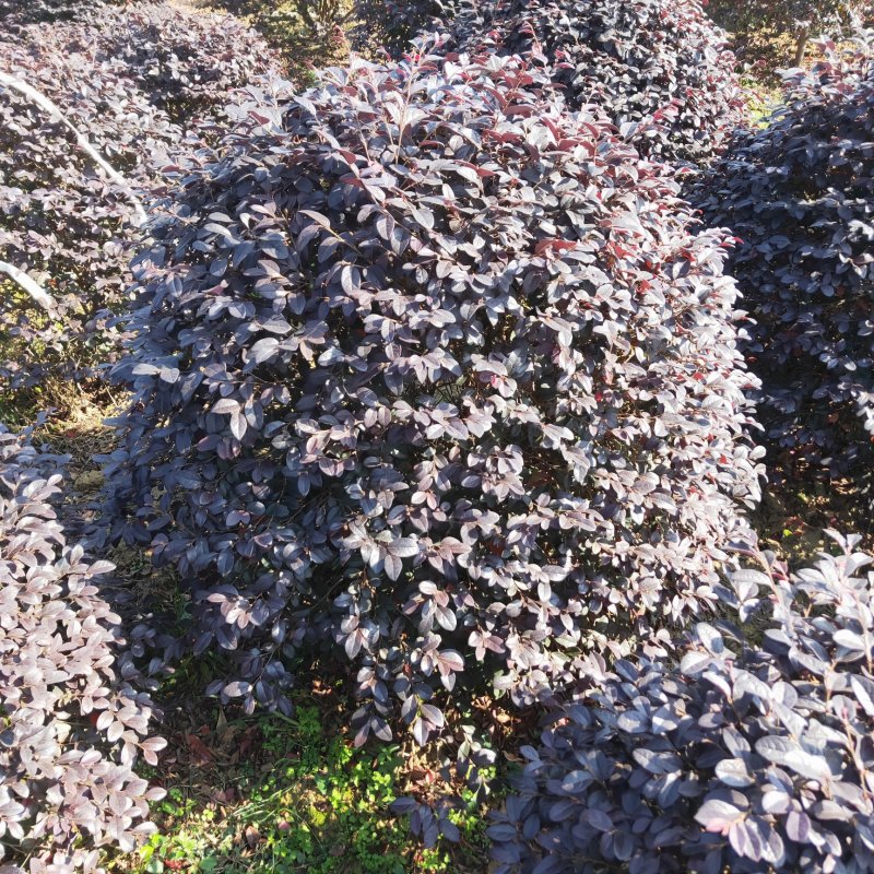 红花继木球红枳木，红继木小苗，庭院别墅绿篱绿化工程色块