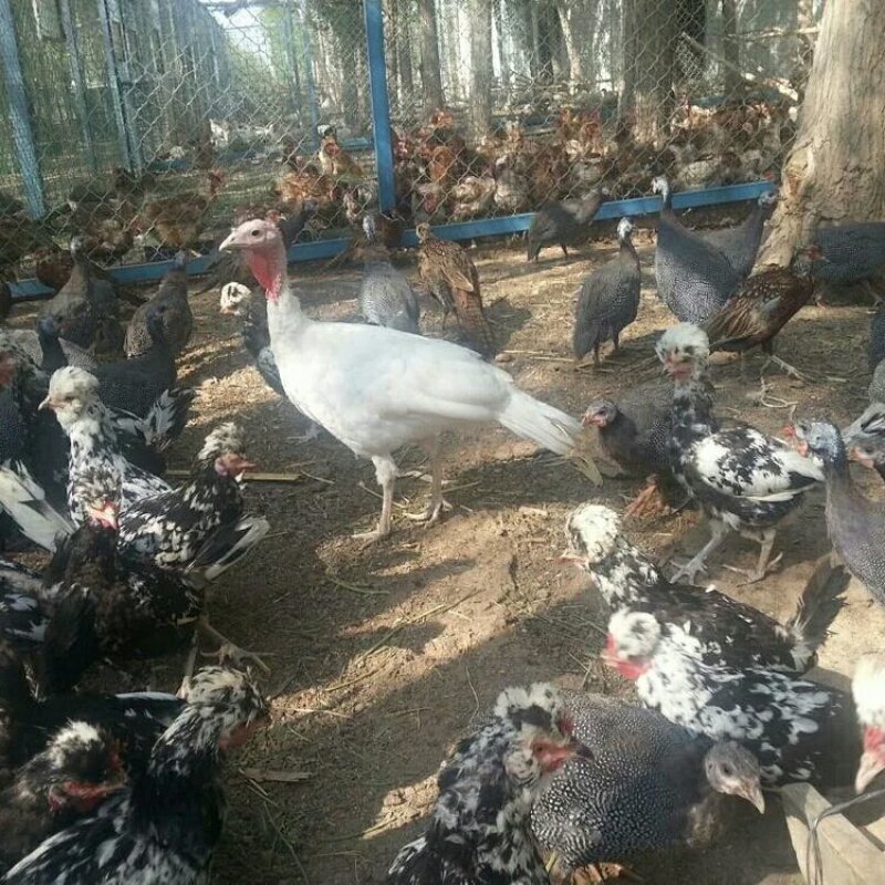 贵妃鸡，现购现宰，真空塑封两只起拍400斤包邮