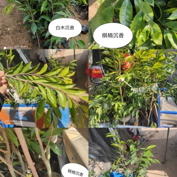棋楠沉香树苗.白木沉香苗，可零售