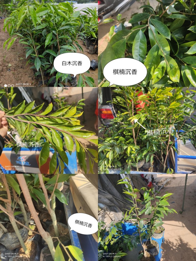 棋楠沉香树苗.白木沉香苗，可零售