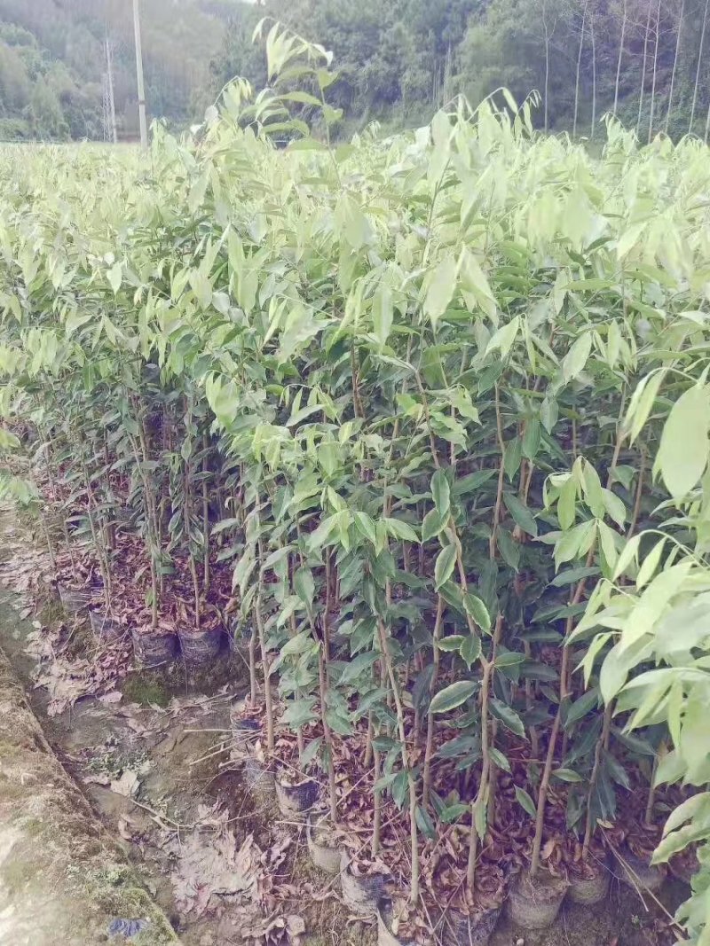 棋楠沉香树苗.白木沉香苗，可零售