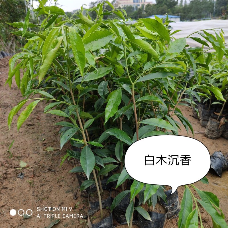棋楠沉香树苗.白木沉香苗，可零售