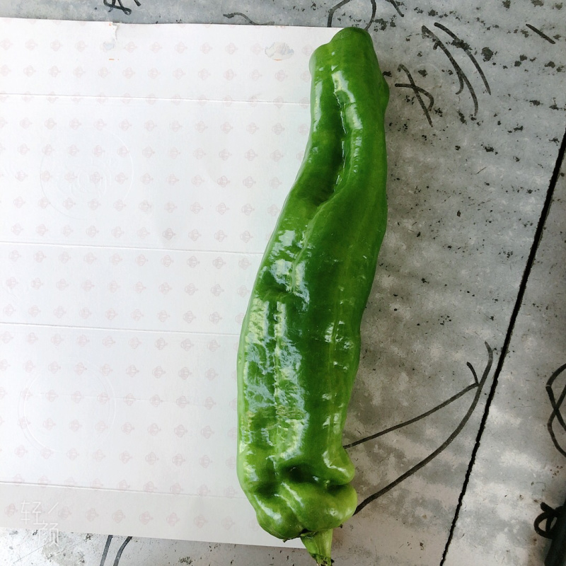 品椒8号15~20厘米微辣产地直供保质保量价格可谈