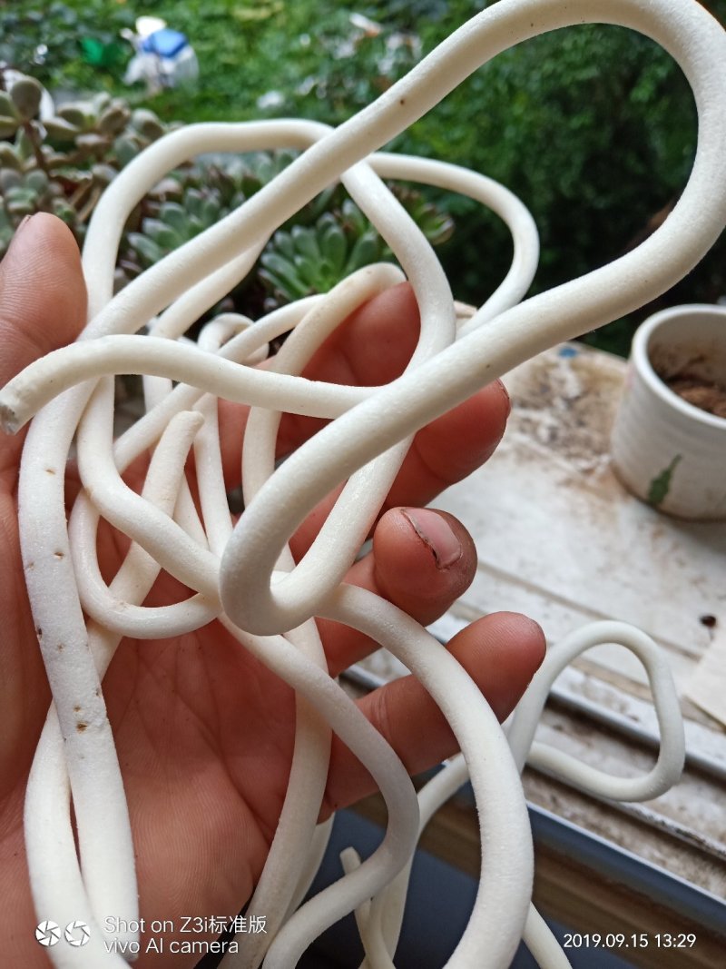 小通草纯野生可视频看货产地湖北
