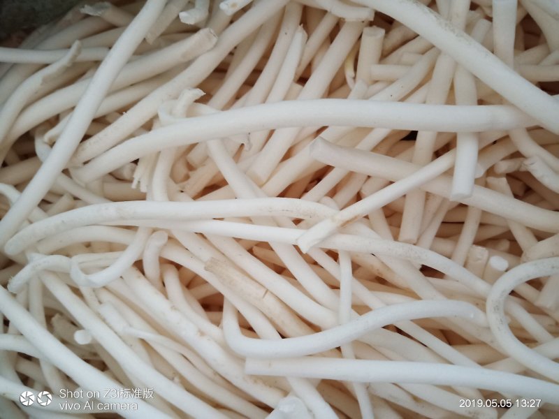 小通草纯野生可视频看货产地湖北