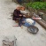 小通草纯野生可视频看货产地湖北
