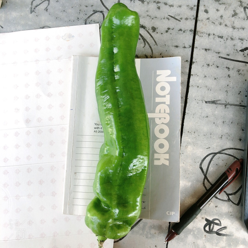 精品青椒薄皮八号青椒大青椒