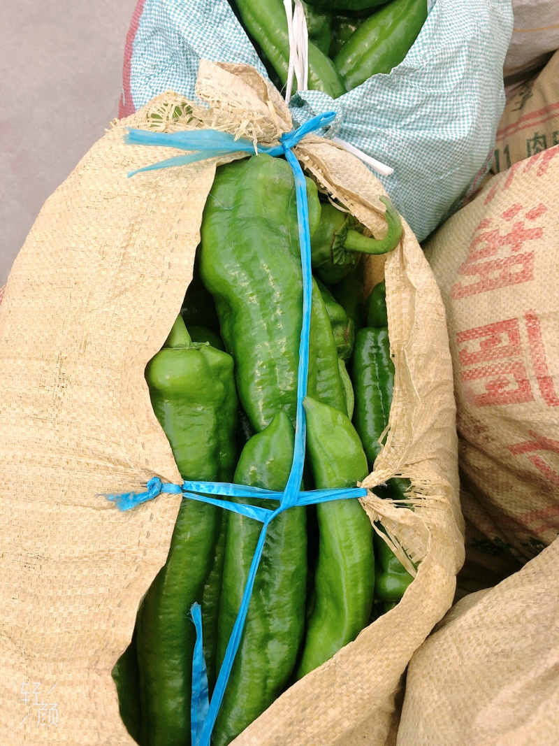 精品青椒薄皮八号青椒大青椒