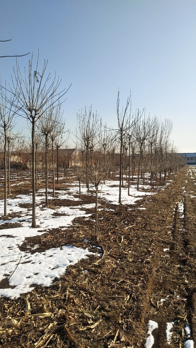 出售3-12公分的速生白蜡、老白蜡量大，唐山市遵化市