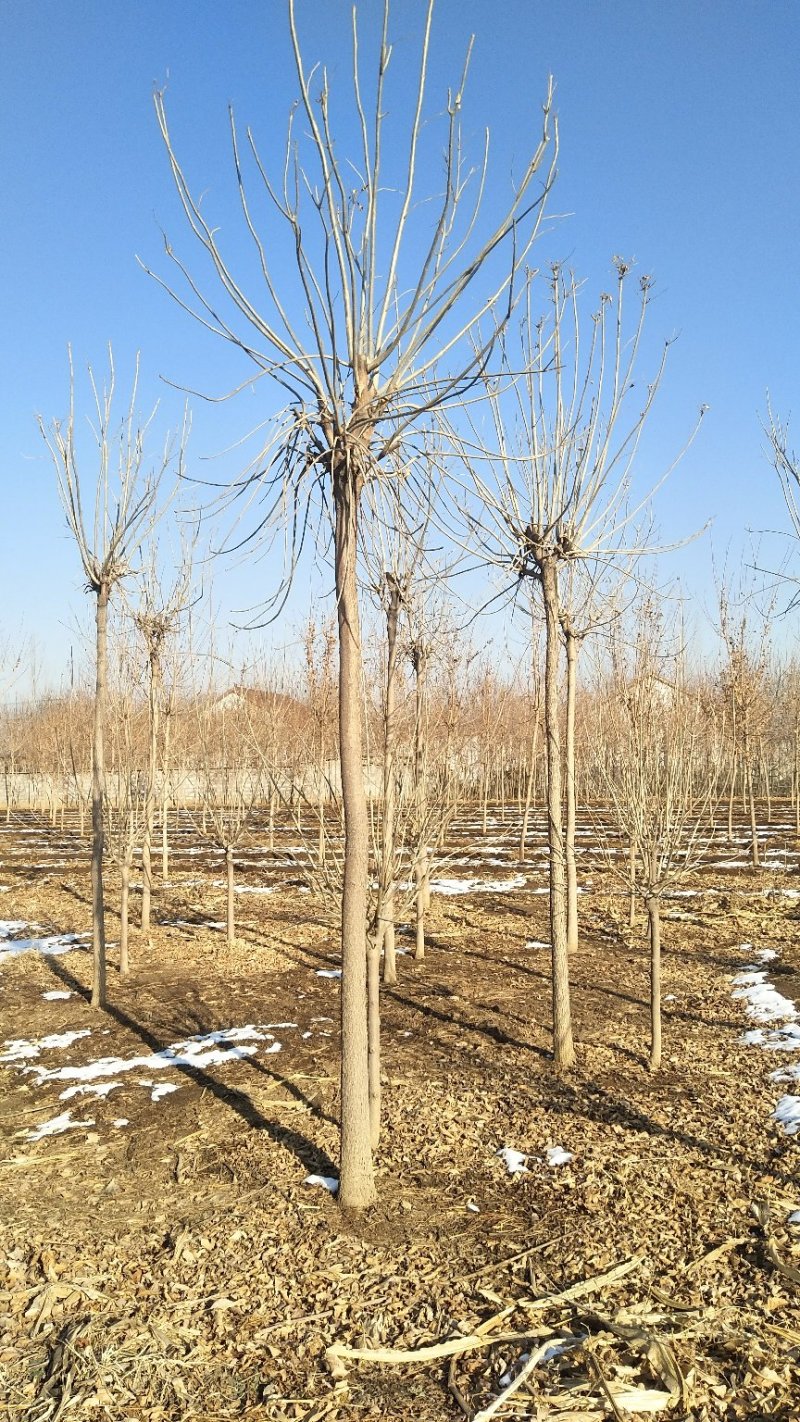 出售3-12公分的速生白蜡、老白蜡量大，唐山市遵化市