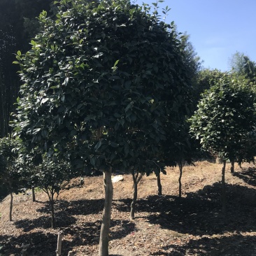 茶花（各种品种各种规格）基地直销