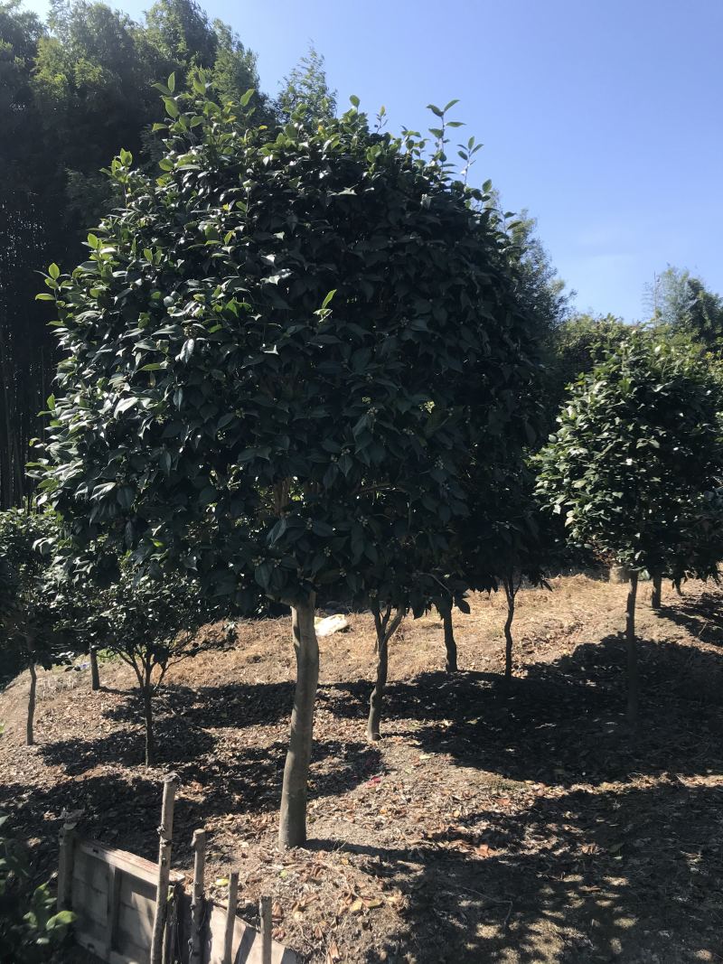 茶花（各种品种各种规格）基地直销