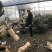 茶花（各种品种各种规格）基地直销