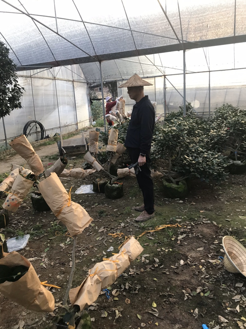茶花（各种品种各种规格）基地直销