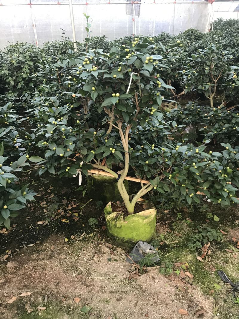 茶花（各种品种各种规格）基地直销