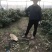 茶花（各种品种各种规格）基地直销