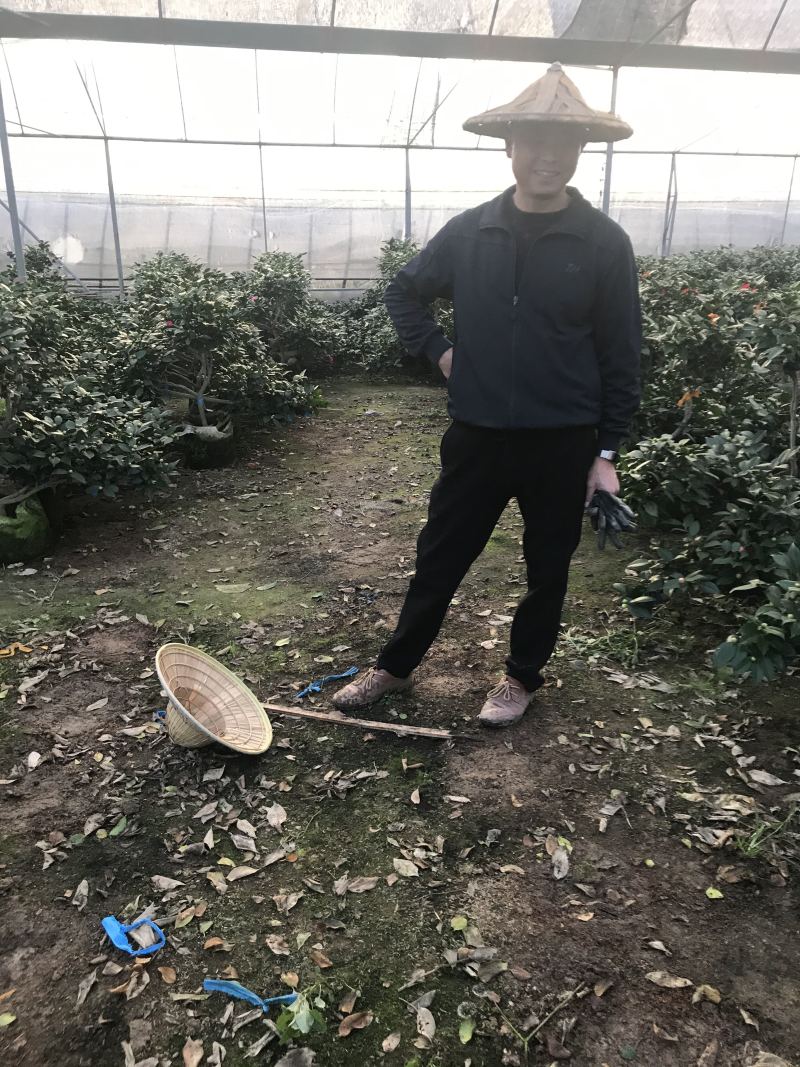 茶花（各种品种各种规格）基地直销