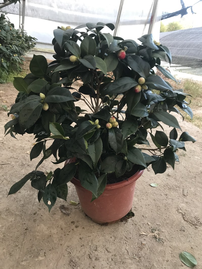 茶花（各种品种各种规格）基地直销