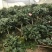 茶花（各种品种各种规格）基地直销