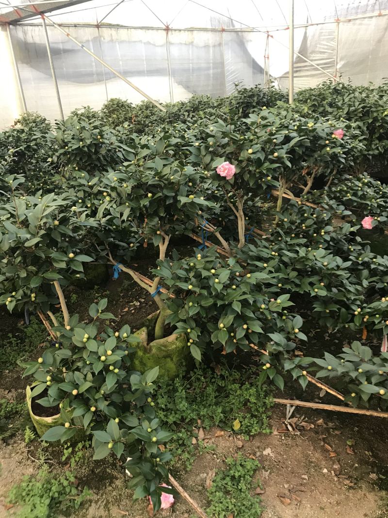 茶花（各种品种各种规格）基地直销