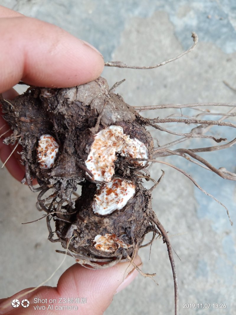 朱砂点儿苍术幼苗湖北野生移一手货源