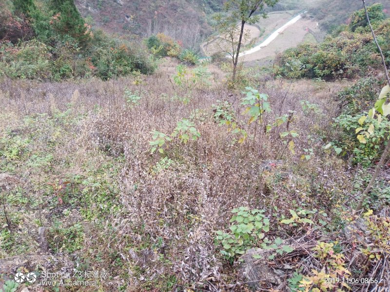 朱砂点儿苍术幼苗湖北野生移一手货源