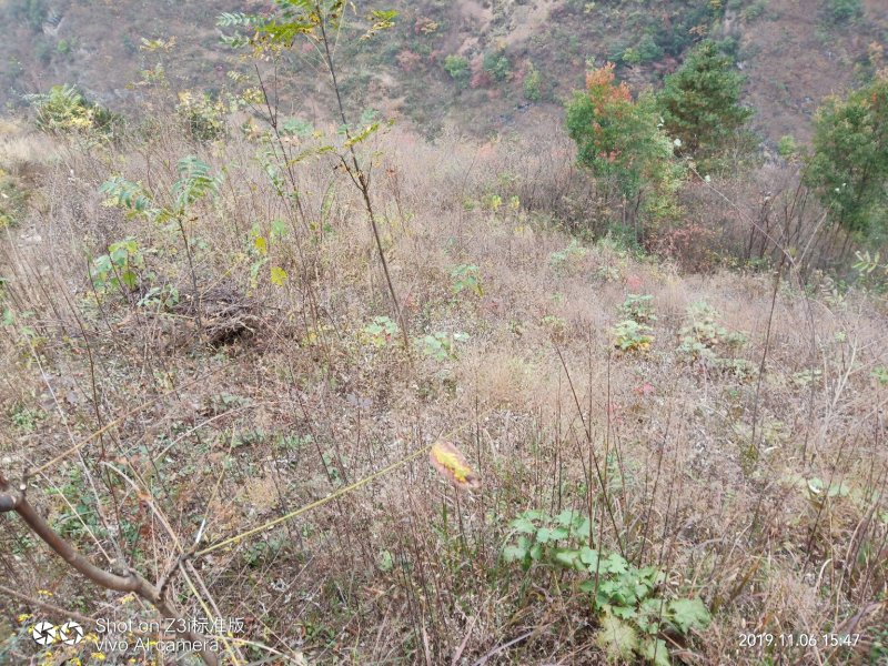 朱砂点儿苍术幼苗湖北野生移一手货源