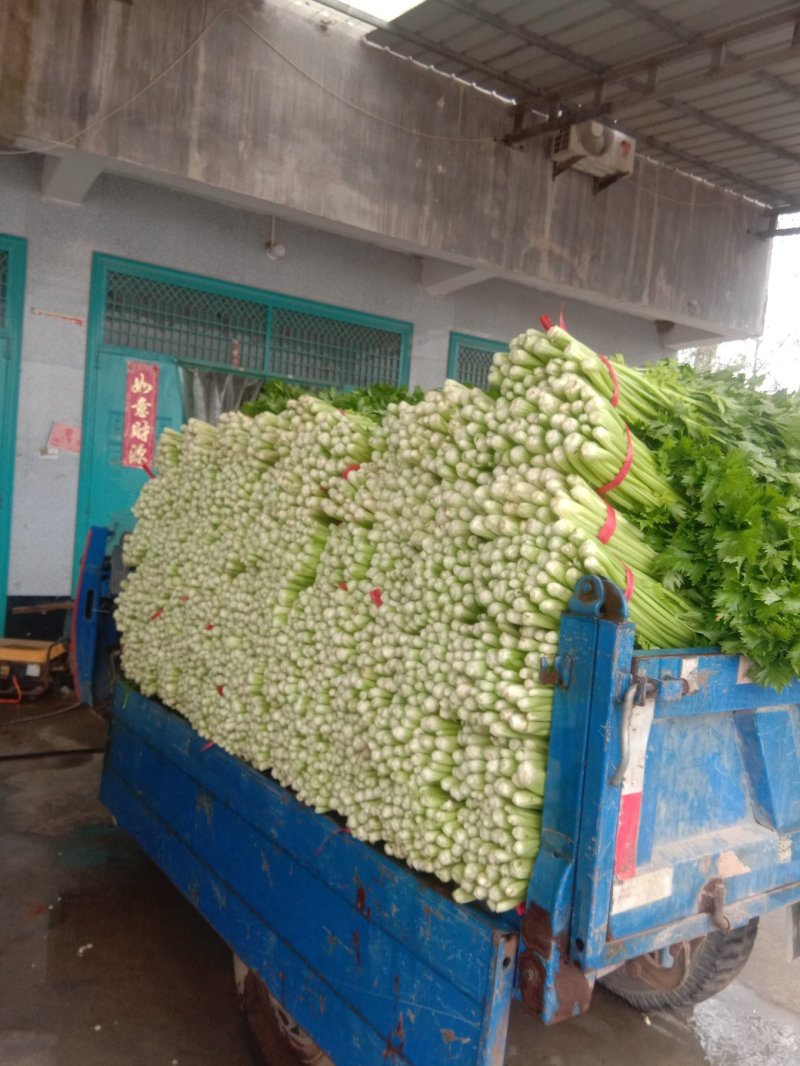 夏邑西芹大量上市，各种规格，商超直供，欢迎新老顾客前来订