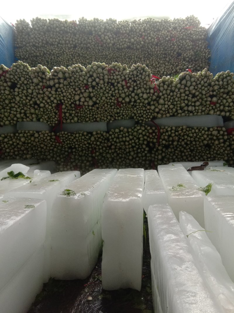 夏邑西芹大量上市，各种规格，商超直供，欢迎新老顾客前来订