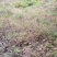 白芨纯野生三叉白芨移栽林下仿野生种植可视采挖