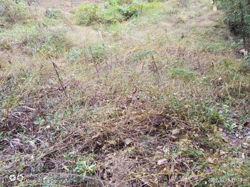 白芨纯野生三叉白芨移栽林下仿野生种植可视采挖
