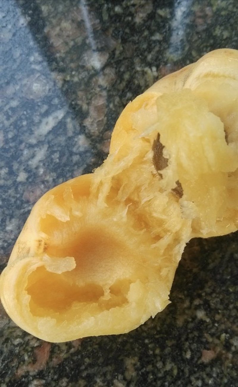 沙金红杏苗珍珠油杏苗凯特杏苗金太阳杏树苗
