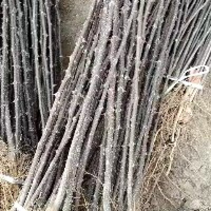 优质花椒苗藤椒苗大红袍花椒苗九叶青花椒苗花椒苗价