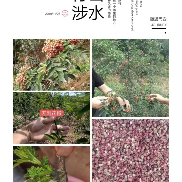 优质花椒苗藤椒苗大红袍花椒苗九叶青花椒苗花椒苗价