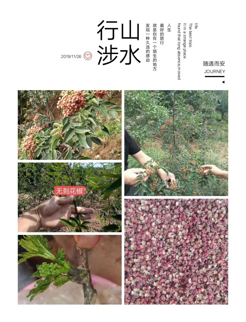 优质花椒苗藤椒苗大红袍花椒苗九叶青花椒苗花椒苗价