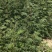 优质花椒苗藤椒苗大红袍花椒苗九叶青花椒苗花椒苗价