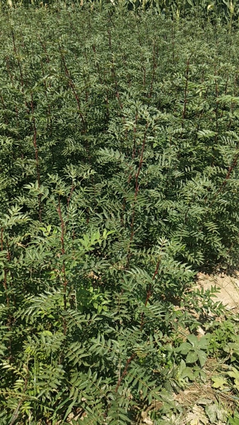 优质花椒苗藤椒苗大红袍花椒苗九叶青花椒苗花椒苗价