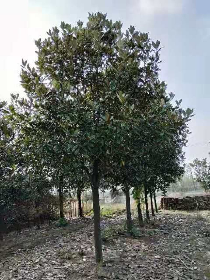 10-20广玉兰苗圃直供质量保证手续齐全