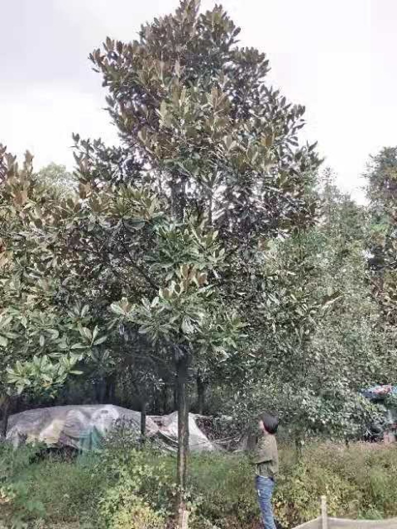 10-20广玉兰苗圃直供质量保证手续齐全