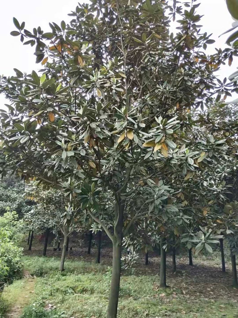 10-20广玉兰苗圃直供质量保证手续齐全