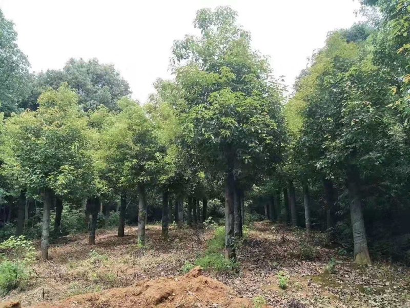 袋苗香樟容器发帽香樟丛生香樟多杆香樟多头香樟