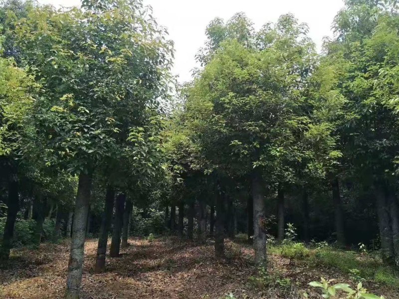 袋苗香樟容器发帽香樟丛生香樟多杆香樟多头香樟