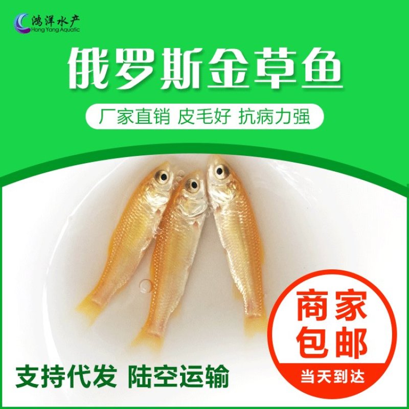 金草鱼苗俄罗斯金草鱼苗淡水养殖活体鱼苗批发