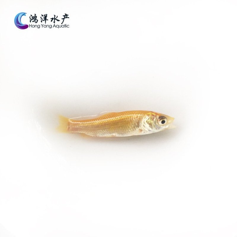 金草鱼苗俄罗斯金草鱼苗淡水养殖活体鱼苗批发
